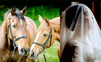 Horses with bridles on; a bride wearing a bridal veil