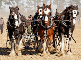 Clydesdale horses