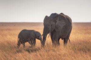 A elephant calf facing its mother, touching trunks