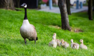 A group of ducklings follow their mother across a grassed area