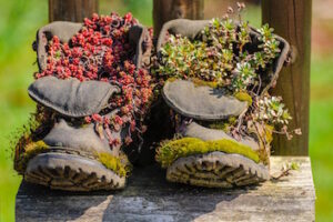 A pair of old boots with plants growing in them