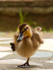 A duck walking