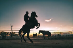 A horse with a rider, silhouetted against a dusky sky. The horse is standing on its hind legs, or rearing.