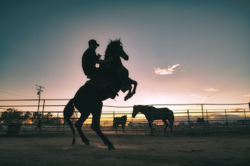 A horse and rider, silhoutted against a dusky sky. The horse is rearing or standing up on its hind legs.
