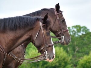 Horses with curb bits: the characteristic side bar, the curb chain and double reins all visible